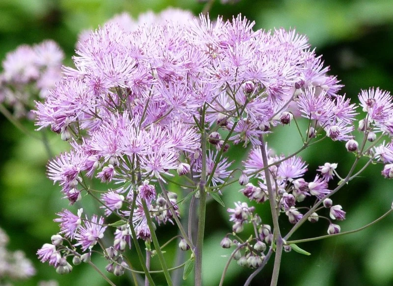 Rutewka ma kilkaset gatunków i jeszcze więcej odmian