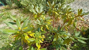 Piękne kwiaty różanecznika wyróżniają się w ogrodzie, dlatego, gdy zaczynają marnieć a liście usychają, trzeba znaleźć przyczynę i ratować roślinę. Jak uratować usychającego różanecznika?/deccoria.pl