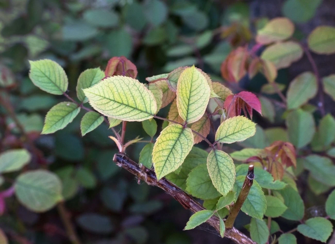 Chloroza liści róż zmienia ich wygląd i sprawia, że stają się podatne na inne choroby