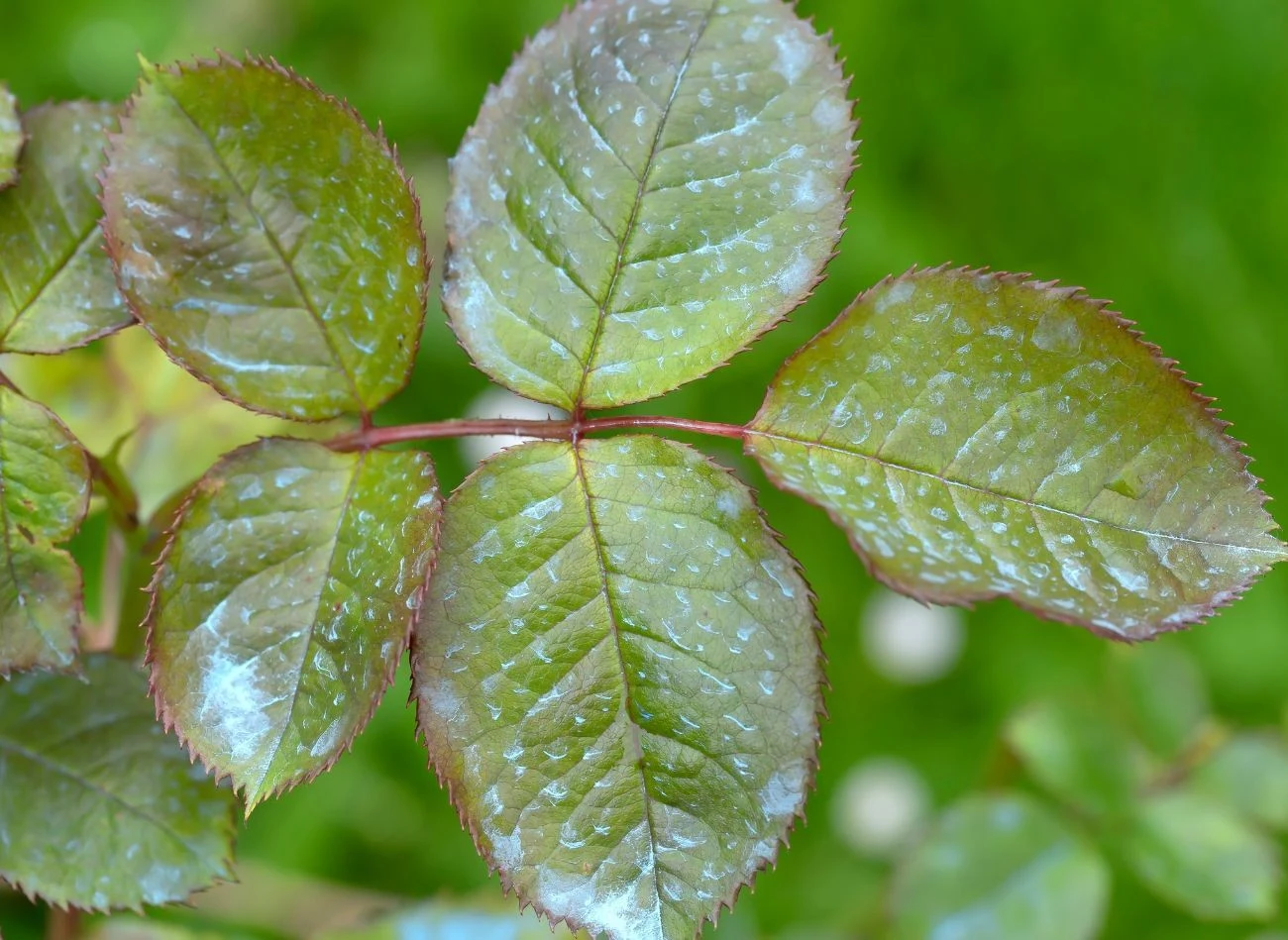 Jedną z przyczyn chlorozy liści róż jest niedobór żelaza w glebie