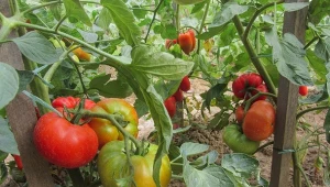 Sprawdź, czy warto zrywać z krzaków niedojrzałe pomidory.