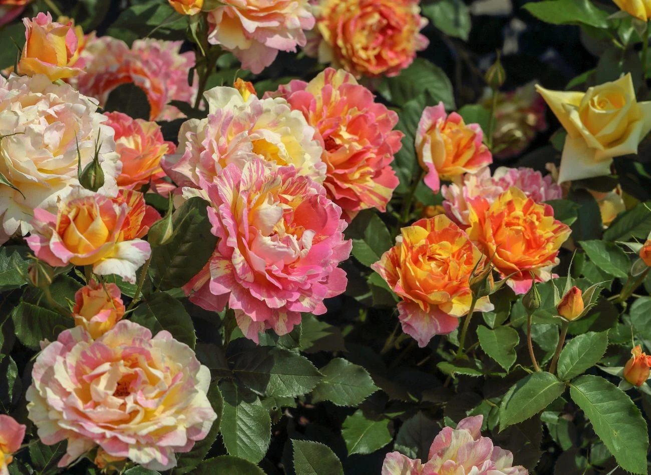 Jest kilka naturalnych sposobów na chlorozę liści róż