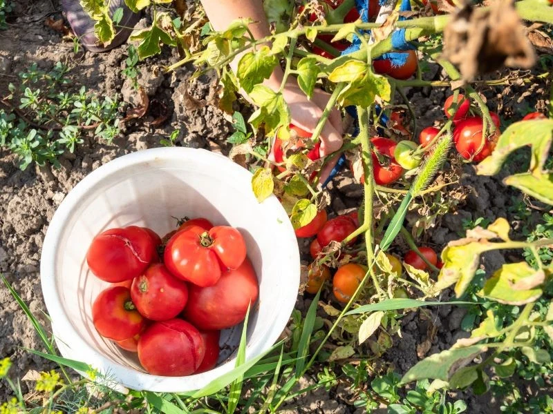 Dojrzewanie pomidorów na krzaku pod koniec sezonu ma swoje plusy, ale bywa ryzykowne