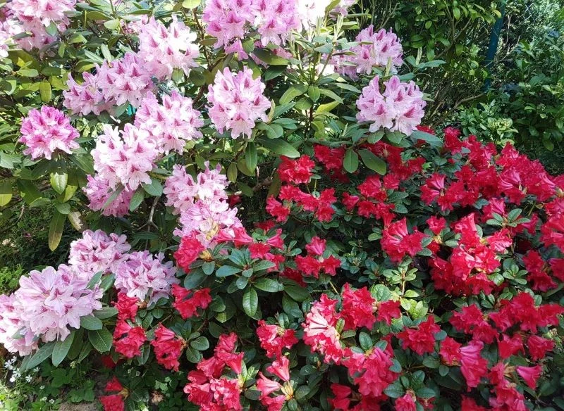 Odpowiednia pielęgnacja zimą, nawożenie na wiosnę oraz nawadnianie latem, gdy temperatury rosną jak oszalałe, pozwoli ci utrzymać piękny wzrost i o...