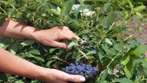 Jagoda kamczacka to roślina o wielu odmianach. Sprawdź, które z nich zasługują na szczególną uwagę.