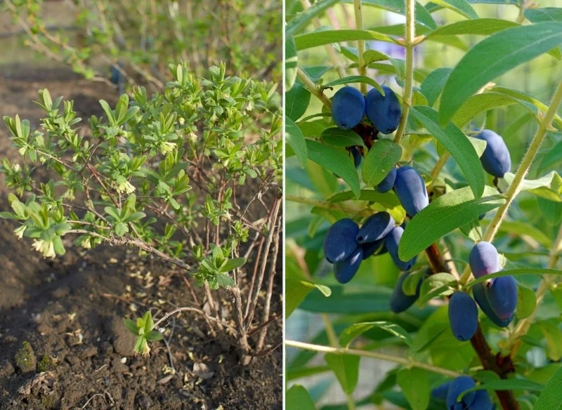 Jesień to dobry czas na sadzenie jagody kamczackiej