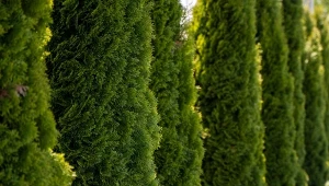 Wrzesień to dobry czas na przesadzenie kilku gatunków tui. Jak to zrobić, żeby się przyjęły?