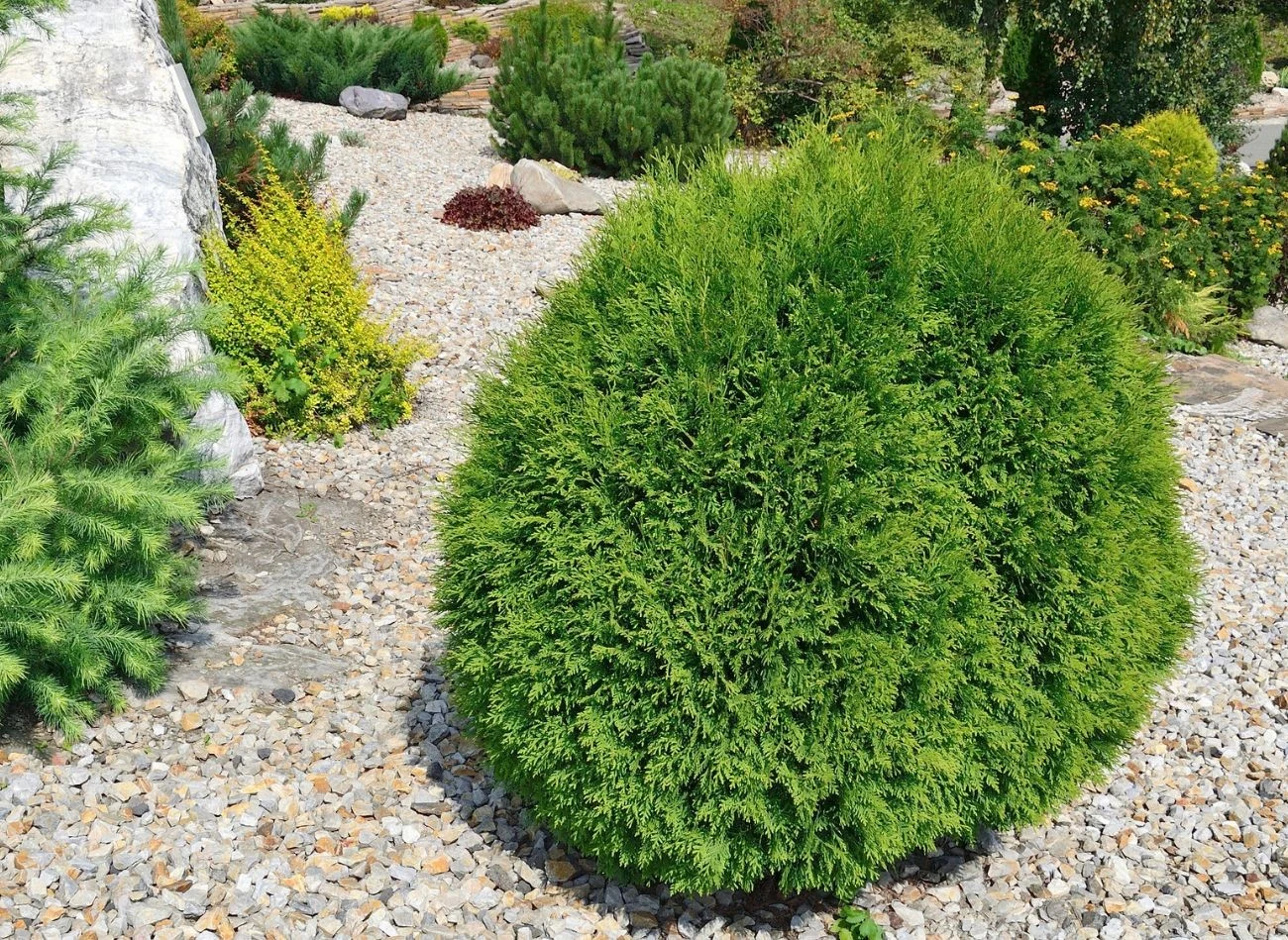 W e wrześniu można przesadzać takie gatunki jak tuja szmaragd Thuja occidentalis czy tuja karłowa Thuja plicata