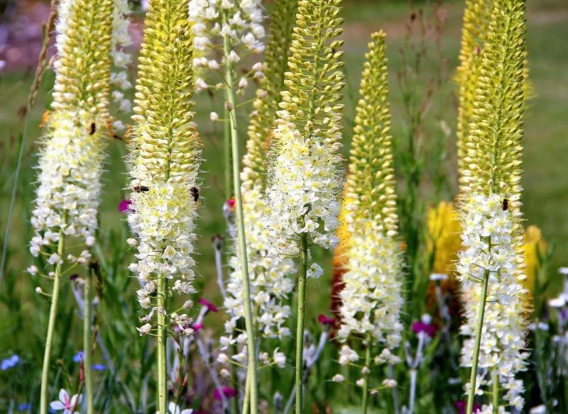 Białe pustynniki pięknie rozjaśniają ogrodowe rabaty