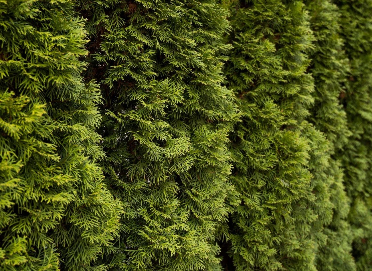 Przy przesadzaniu tui w nowe miejsce trzeba zwrócić uwagę na zimię - nie może być zbyt mokra, ani za sucha