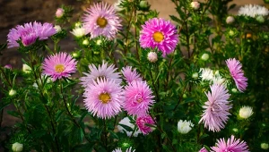 Kwiaty, które kwitną dopiero jesienią, ożywią ogród na koniec sezonu. Świetnie zrobią to astry jesienne.