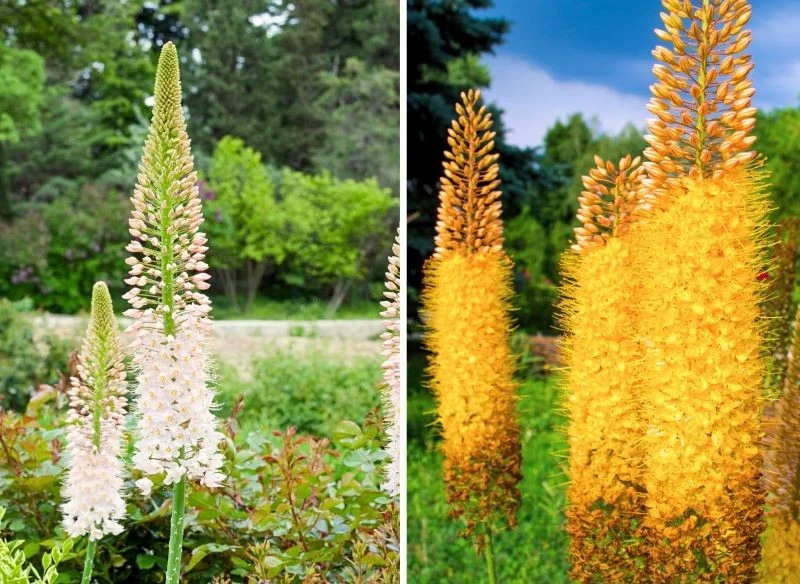 Pustynniki w zależności od odmiany mają różne kolory kolby kwiatowej