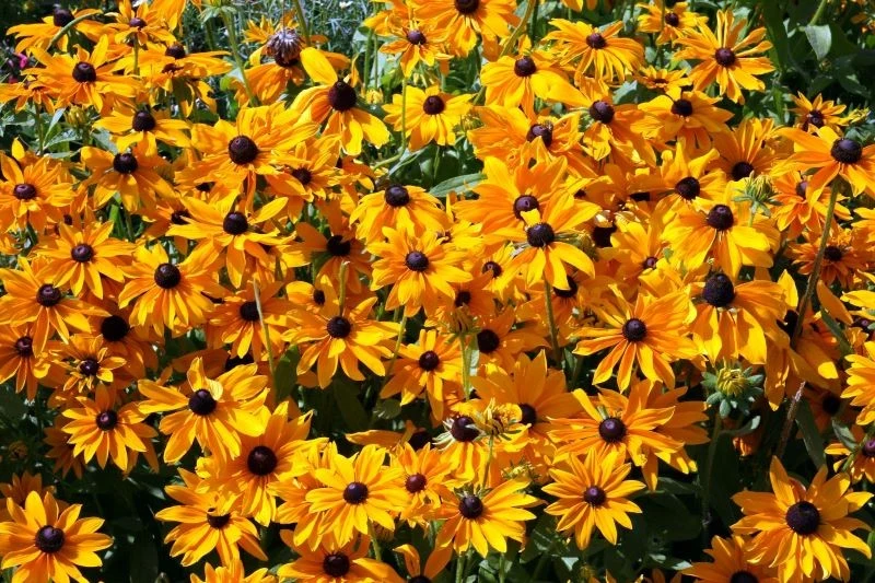 Rudbekie to jedne z kwiatów, których nie powinno zabraknąć w jesiennym ogrodzie