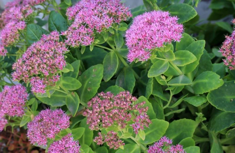 Jesienią rozchodnik okazały zapiera dech miododajnymi kwiatami