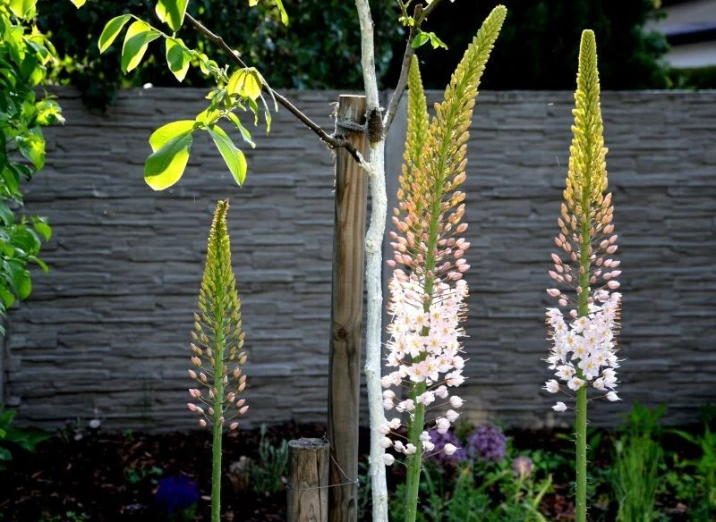 Zbliżenie na kwiatostany białego pustynnika, kwiaty rozwija od dołu ku górze zwykle od czerwca do lipca