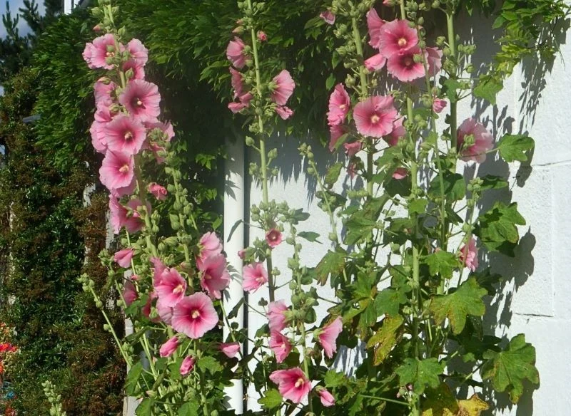 Malwy w ogrodach pięknie zdobią rabaty centralne, wypełniają słoneczne zakątki oraz dekorują obrzeża ścieżek czy osłaniają ścianę altany