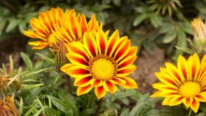 Gazania jest prosta w uprawie i zdobi ogród aż do jesieni
