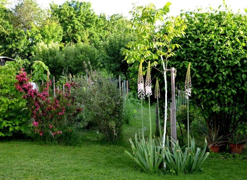 Pustynniki w ogrodzie, wyeksponowanie rośliny wyglądają ciekawie i urozmaicają proste aranżacje