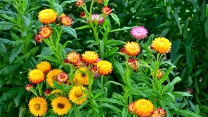Kocanki ogrodowe (Helichrysum bracteatum) – odmiany, uprawa i zastosowanie