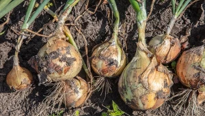 Jak rozpoznać, że cebula jest gotowa do zbioru?