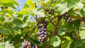 Sprawdź, czy nawozić winorośl we wrześniu, aby uzyskać lepsze plony i przygotować krzewy do nadejścia zimy.