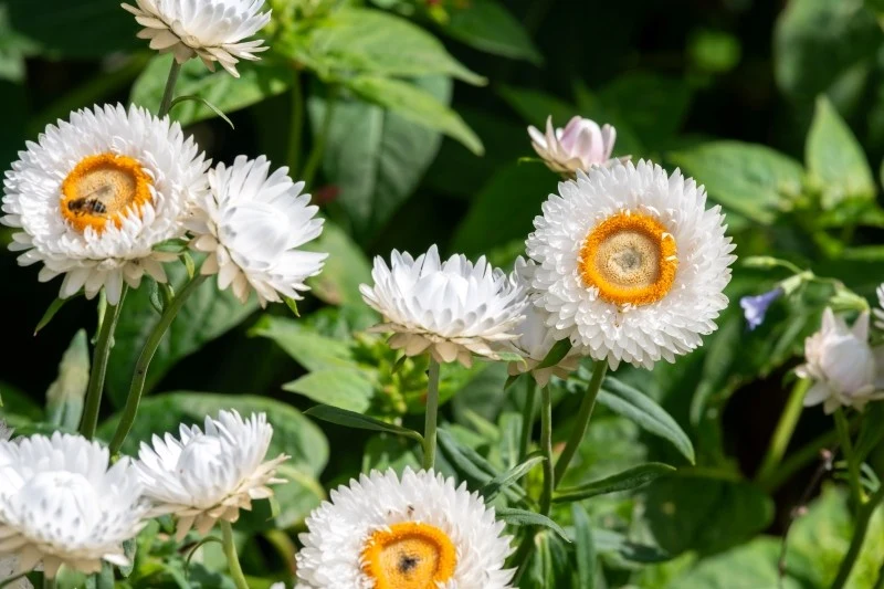 Kocanki ogrodowe mają wiele różnych odmian w odcieniach bieli, różu, żółci czy pomarańczy