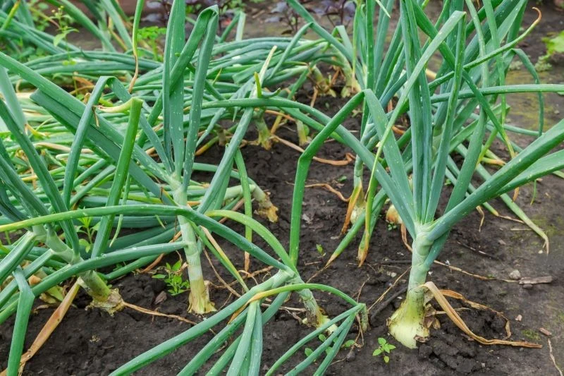 Załamujący się szczypior to jeden z sygnałów, że cebula jest gotowa do zbioru