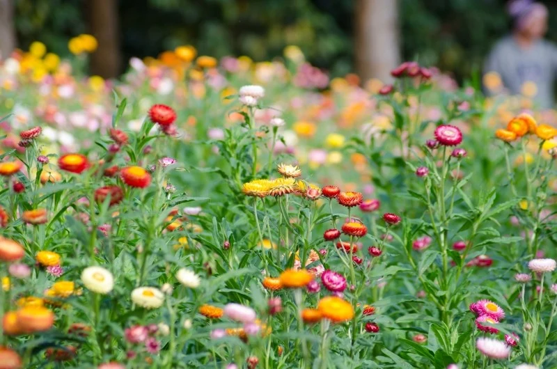 Kocanki ogrodowe preferują stanowiska ciepłe i słoneczne, ale osłonięte od silnych wiatrów