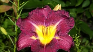 Najlepszy czas na sadzenie liliowców to sierpień. Jest mnóstwo odmian, które ubarwia ogród.