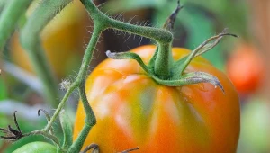 Co zrobić, żeby pomidory w pełni dojrzały? Pilnuj, aby warunki w uprawie im sprzyjały. Kilka zabiegów ma kluczowe znaczenie.