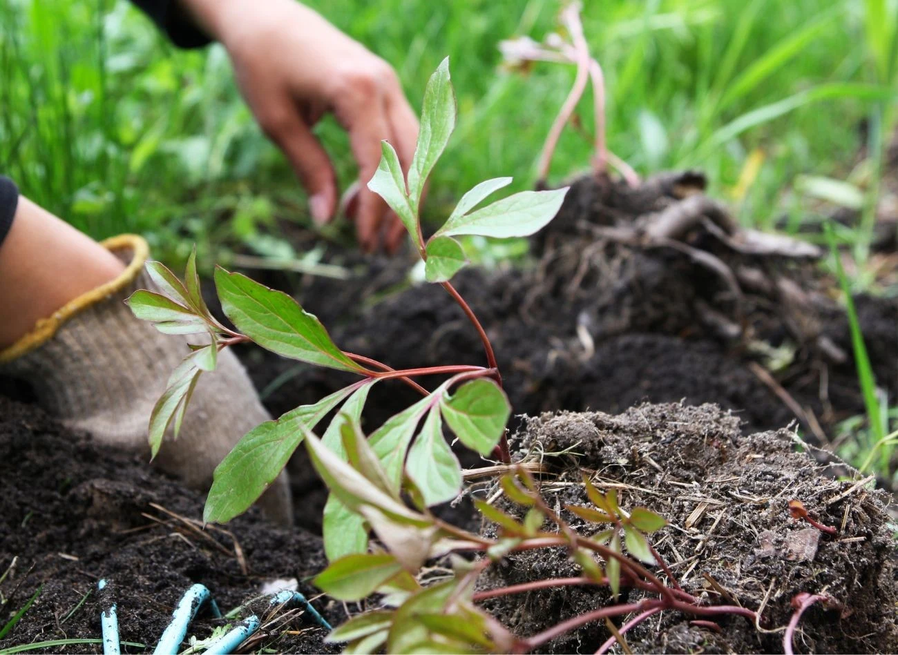 We wrześnie sadzimy piwonie