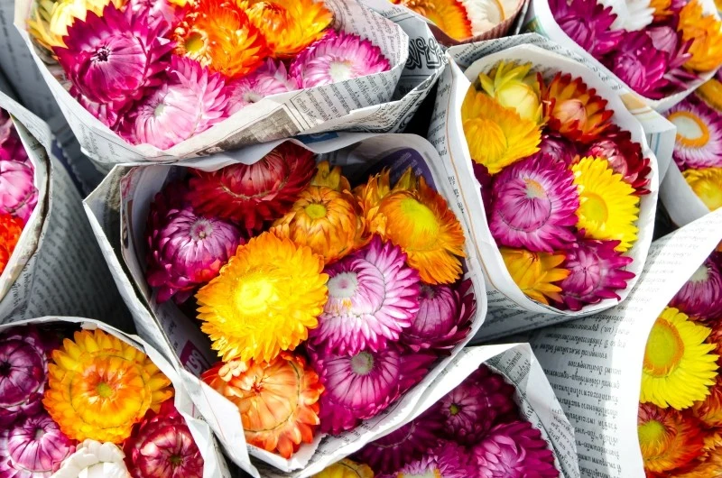 Kocanki ogrodowe idealnie nadają się do suszenia, gdyż zachowują swoje intensywne kolory