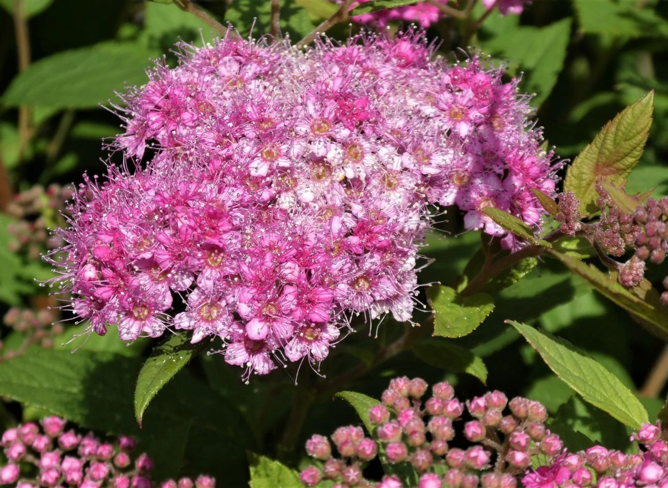Posadzona we wrześniu tawuła powinna zakwitnąć już na wiosnę Elsemargriet