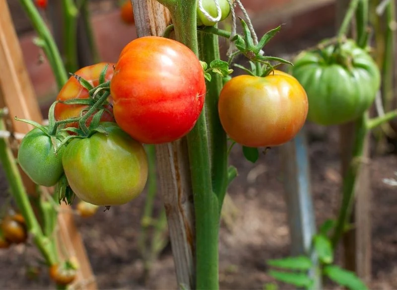 Dojrzewające pomidory powinny wybarwiać się równomiernie