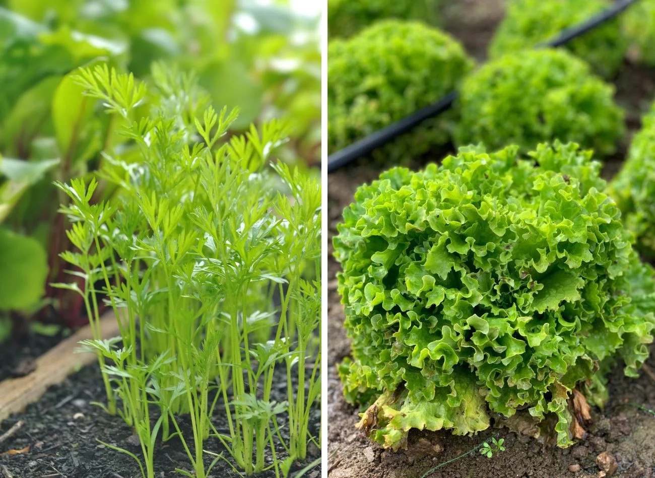 W szklarni we wrześniu śmiało można wysiać marchewkę i sałatę