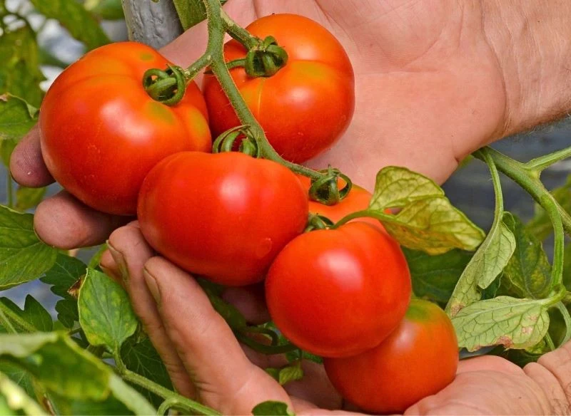 Dojrzewające w słońcu pomidory mają wyjątkowy smak