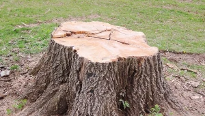 Podpowiadamy, jak usunąć pień drzewa z ogrodu.