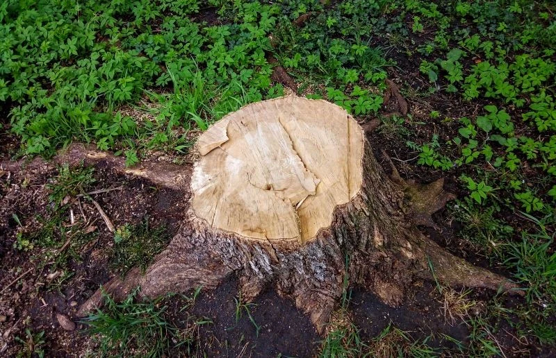 Pień drzewa można usunąć za pomocą mniej lub bardziej inwazyjnych metod