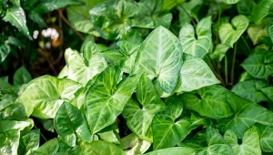 Syngonium to oryginalna roślina doniczkowa, która jest ceniona ze względu na swoje atrakcyjne liście i łatwość pielęgnacji.