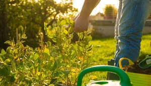 Wrzesień  i październik to dobry czas na sadzenie borówki amerykańskiej. Jak to zrobić, by krzewy się przyjęły?