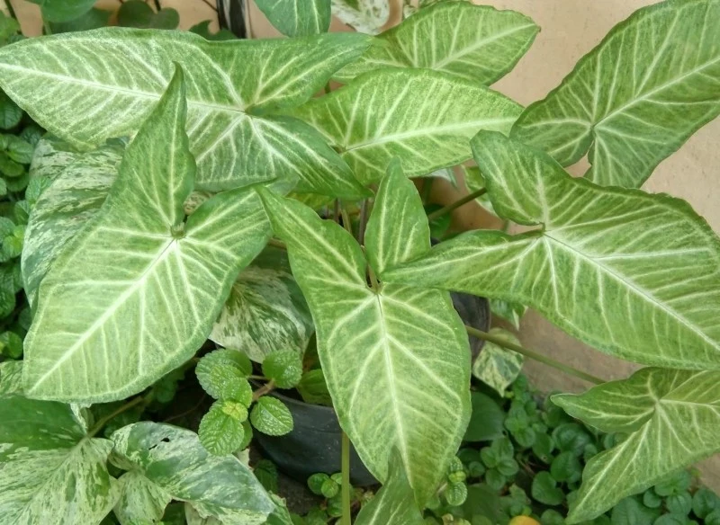 Syngonium lubi stanowiska jasne, ale nie bezpośrednio nasłonecznione