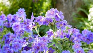 Bodziszki to wdzięczne, niemal bezobsługowe kwiaty, które spełniają wiele funkcji w ogrodzie.