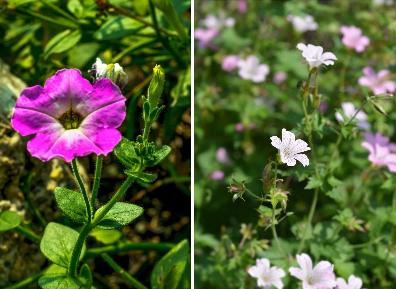 Bodziszki zachwycają mnogością kolorów