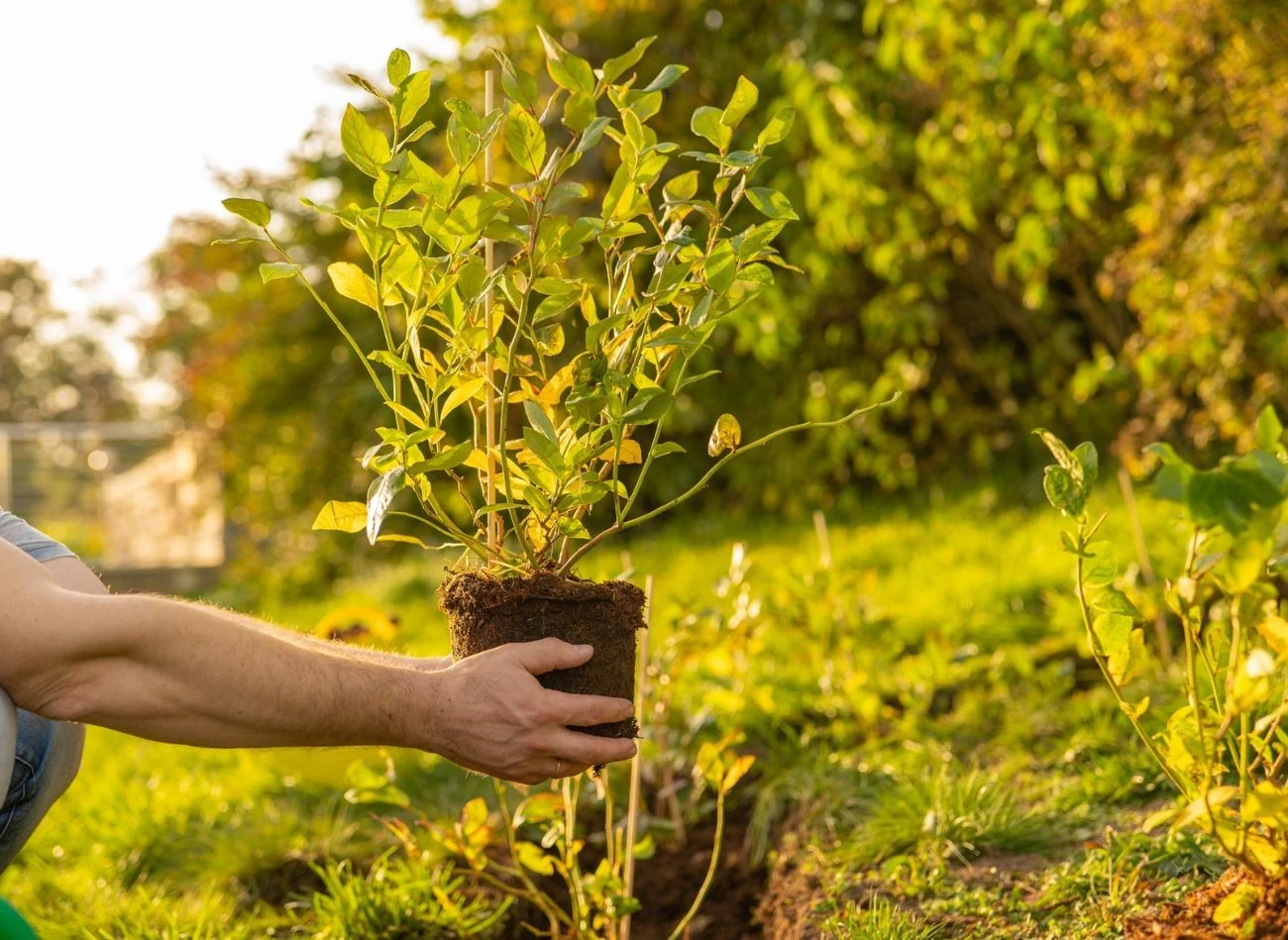 Do prawidłowego wzrostu Borówka amerykańska potrzebuje kwaśnego podłoża o pH w granicach 3,8–4,8