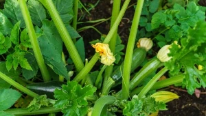 Podpowiadamy, jak własnoręcznie zebrać nasiona cukinii.