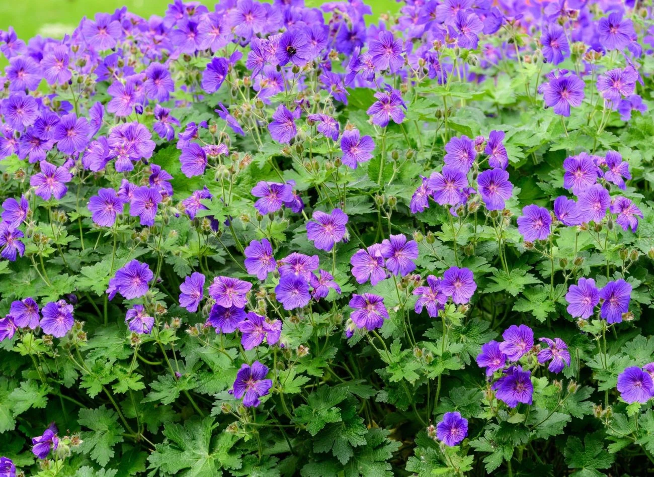 Bodziszki bardzo dobrze prezentują się pod drzewami.