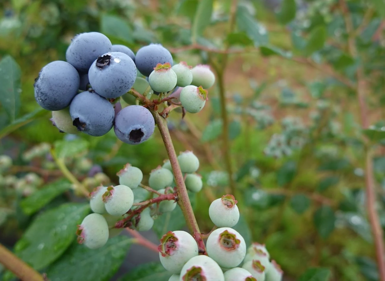 Po posadzeniu warto podsypać krzew grubą warstwą kory sosnowej