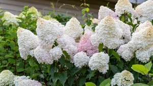 Sprawdź, czym najlepiej ściółkować hortensje.