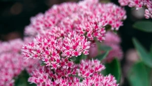 Rozchodnik okazały, wieloletnia bylina, której nic nie zaszkodzi to idealna opcja, jeśli nie masz czasu na doglądanie roślin, a chcesz podziwiać barwne kwiaty aż do jesieni.