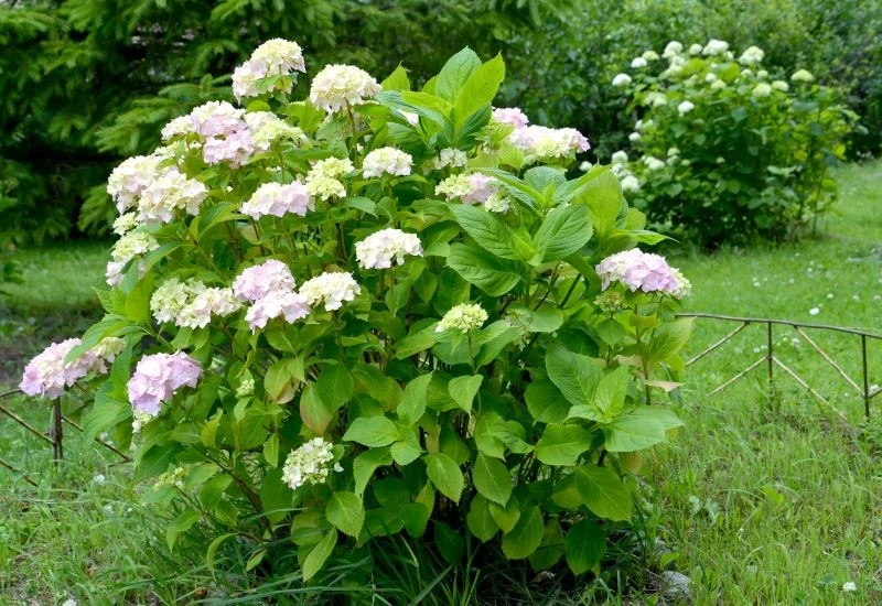 Ściółkowanie hortensji ma wiele zalet